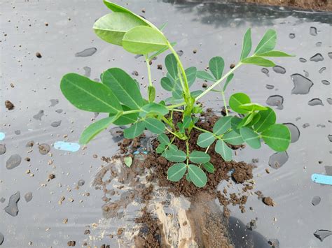 落花生「おおまさり」 まごころ野菜よしの