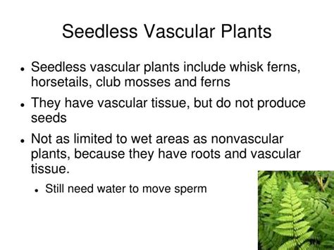 Ppt Seedless Vascular Plants Powerpoint Presentation Id Hot Sex Picture