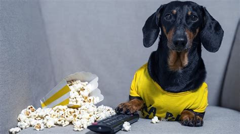 Can Dogs Eat Popcorn 6 Health Risks To Avoid For Your Dog Pet On Bed