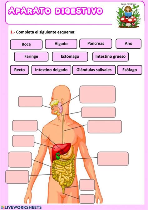 Aparato Digestivo Ficha Interactiva Organos Del Aparato Digestivo