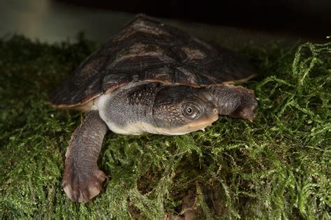 mary river turtle