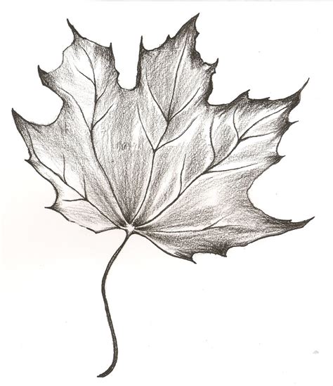 Leafs Drawing How To Draw A Leaf Step By Step Find Images Of Leaf
