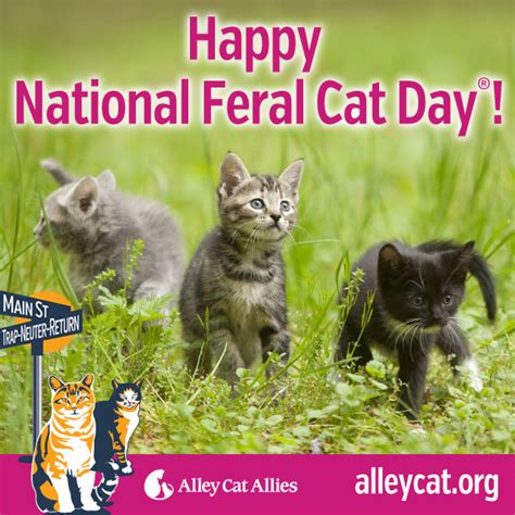 Happy National Feral Cat Day Alley Cat Allies
