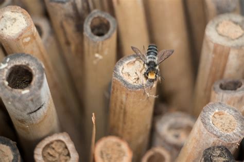 5 Ways To Increase Nesting Habitat For Native Bees Xerces Society