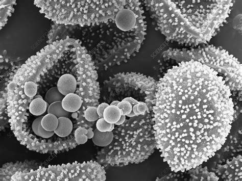 Fungal Spores Sem Stock Image C0148277 Science Photo Library