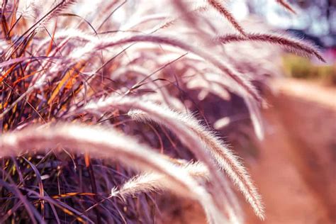 Purple Fountain Grass How To Grow And Care For This Stunning Ornamental
