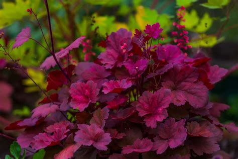 15 Beautiful Perennials That Grow In The Shade In 2020 Shade