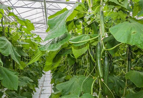 Cucumbers Growing In A Greenhouse Stock Photo Image Of Farming