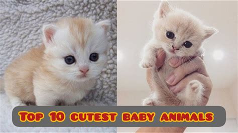 Top 10 Cutest Baby Animals Youtube