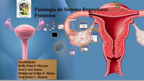 Fisiologia Do Sistema Reprodutor Feminino By Kelly Rose On Prezi Next