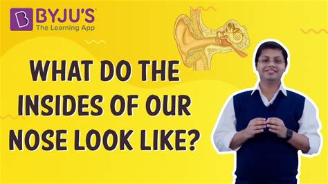 What Do The Insides Of Our Nose Look Like Class 4 I Learn With Byju