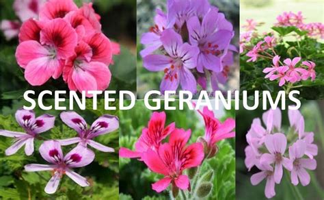 Scented Geraniums Have Glorious Perfume Anyas Garden Natural Perfumes