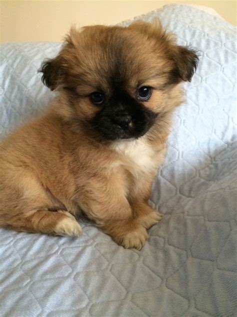 These two toy breeds make an exceptional cuddle buddy that will want to sit on your lap in between play sessions. amazing Teddy bear pup chihuahua x shih tzu | Southampton, Hampshire | Pets4Homes