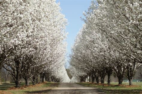 Maybe you would like to learn more about one of these? Bradford Pear Trees: Facts, Pruning, & More - Tree Removal