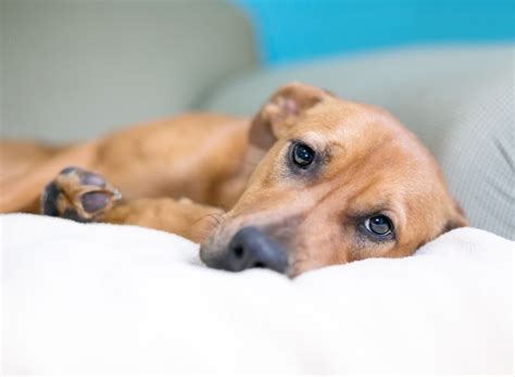 How To Treat Pneumonia In Dogs Falls Road Animal Hospital Baltimore Vet