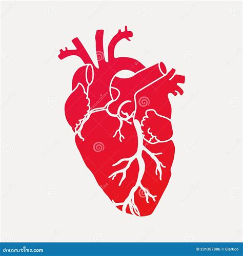 Anatomical Human Heart Red Silhouette Isolated On White Background