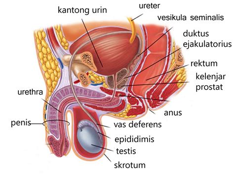 Struktur Organ Reproduksi Pria Dan Wanita