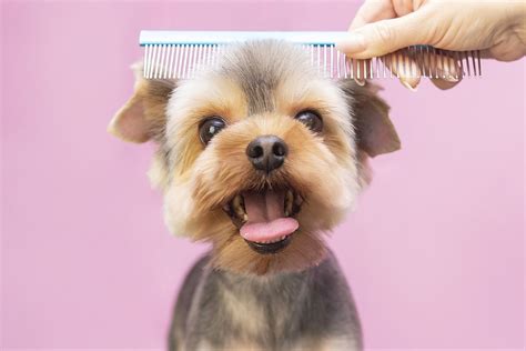 Importance Of Dog Grooming Ohioauctionguide Get Trendy Knowledges