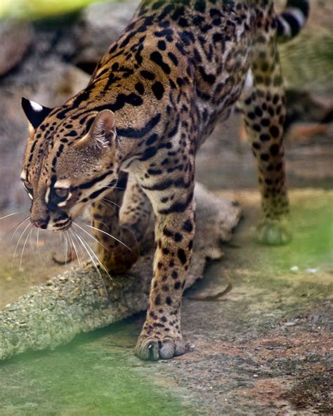 Ocelots Once Roamed From Arkansas To South America Now Theyre An