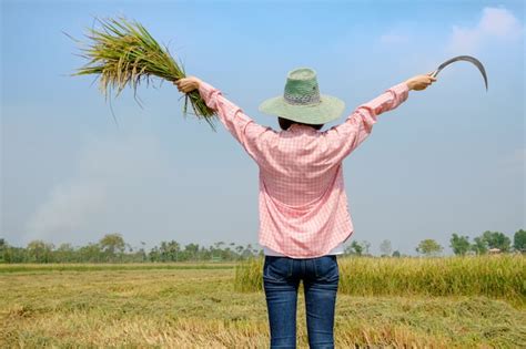 Premium Photo Back Of Farmer Woman Wearing Hat Holding Sickle To Harvesting Rice Paddy In Rice