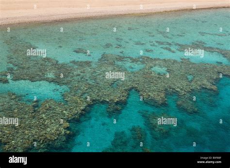 Coral Reef In The Red Sea In Eilat Israel Stock Photo Alamy