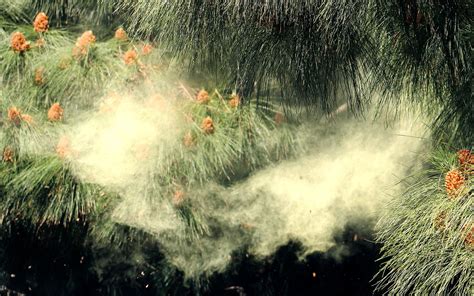 Watch A Massive Pollen Cloud Explode From Late Blooming Tree