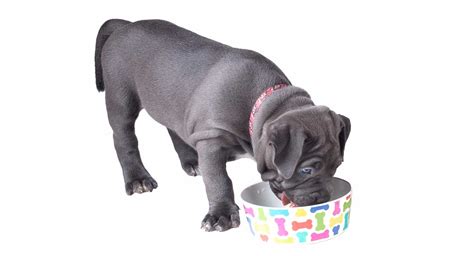 Maybe you would like to learn more about one of these? Top 12 Best Dog Food For Pitbull Puppies & Adults: 2021 Reviews