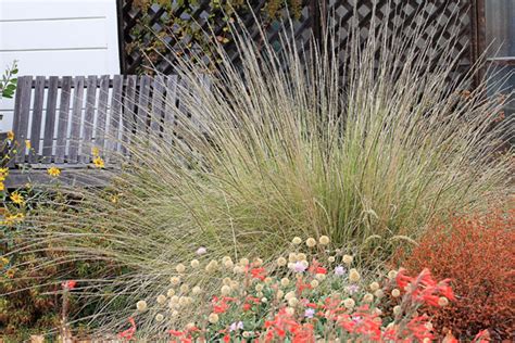 Garlic is one of the easiest and most rewarding crops to grow in the garden. Muhlenbergia rigens "California Deer Grass" - Buy Online ...