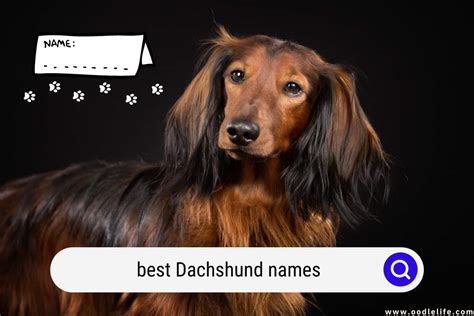 151 Best Dachshund Names Of 2024 Oodle Life