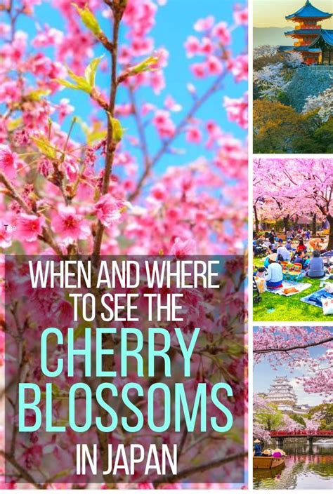 Cherry Blossoms In Japan With The Words When And Where To See The