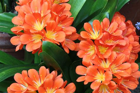 How To Grow And Care For The Fire Lily