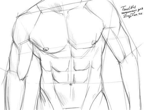 View 20 Male Torso Drawing Tutorial Aboutstartcolor