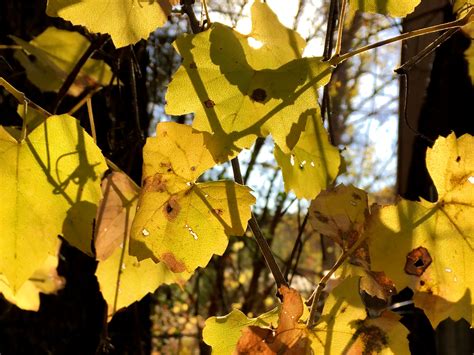 Free Images Nature Branch Sunlight Leaf Flower Autumn Yellow