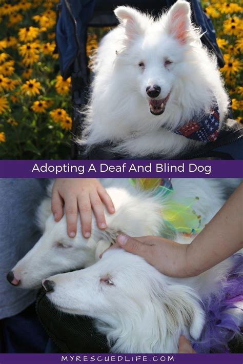 Have You Ever Considered Adopting A Double Merle Deaf And Blind Dog