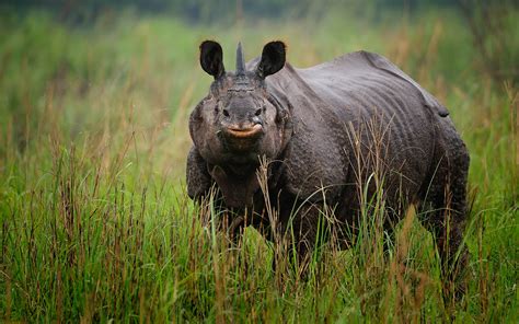 Kaziranga Rhino Photography Tour Private Guided Safaris