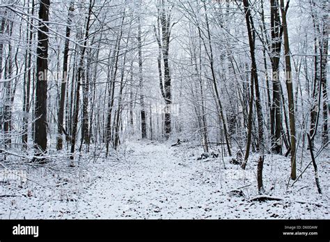 A Snowy Path Through A Beautiful Winter Woods Stock Photo Alamy