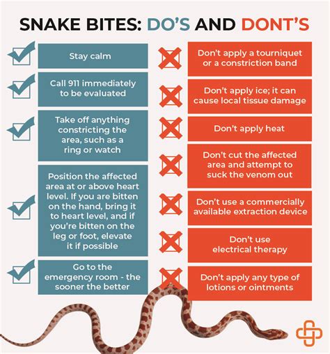 Snake Bites The 1 Question Everybody Wants To Know Infographic