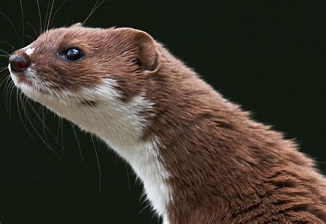 Stoat Or Weasel Weasel Or Stoat — Great English Outdoors