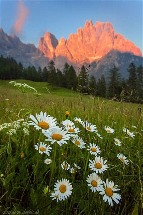 Wildflower Alpenglow Dolomites Italy Dave Derbis Photography
