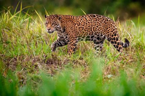 Principal 102+ imagen amazon rainforest jaguar facts - In.thptnganamst