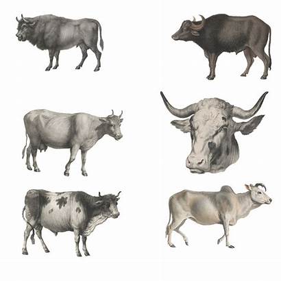 Ox Animal Animals Transparent Domestic 1800 Cow