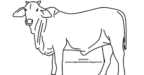 Mewarnai Gambar: Mewarnai Gambar Sketsa Hewan Sapi 1