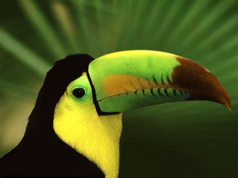 Keel Billed Toucan Rio Wiki Fandom