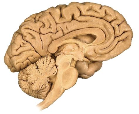 Sagittal Section Of Human Brain Diagram Quizlet