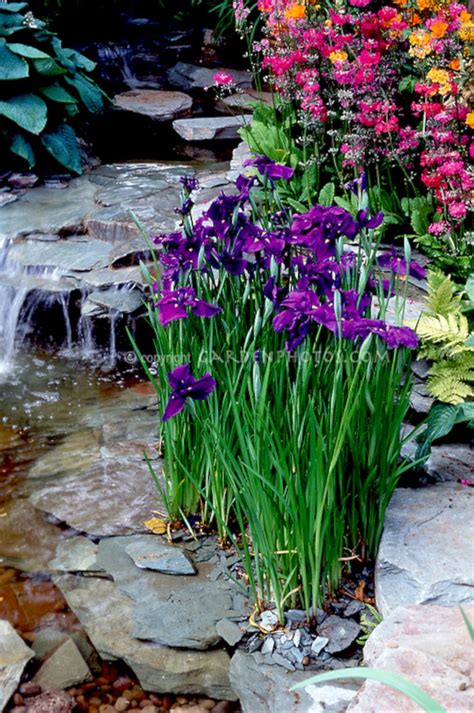 Nice 25best And Beautiful Iris Garden Ideas For Your Yard Inspiration