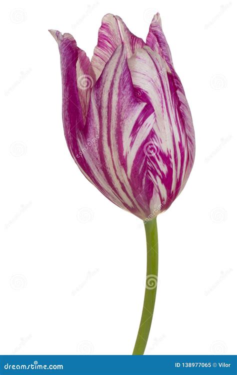 Tulip Flower Isolated Stock Image Image Of Perennial 138977065
