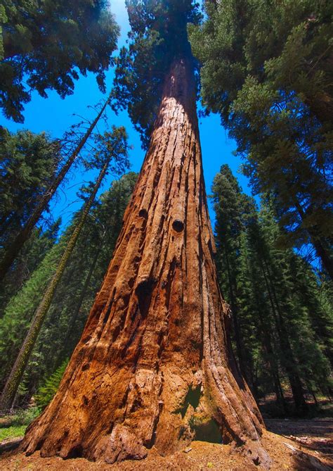 Sequoia and Kings Canyon National Parks: The Latest From Just Ahead ...
