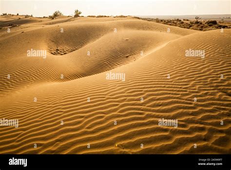 Sand Dunes In The Thar Desert Rajasthan India Stock Photo Alamy