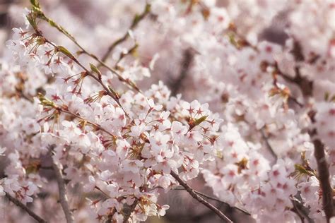 Cherry Blossoms By Stocksy Contributor Jason Hill Stocksy