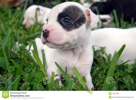 Filhotes De Cachorro Do Pitbull Foto de Stock - Imagem de ...